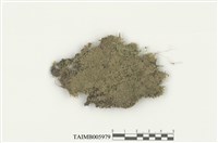 藏品(背捲扁萼蘚)的圖片